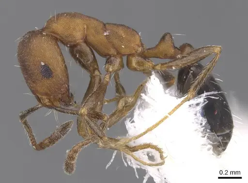 Monomorium jizane specimen CASENT0913806 image casent0913806_3