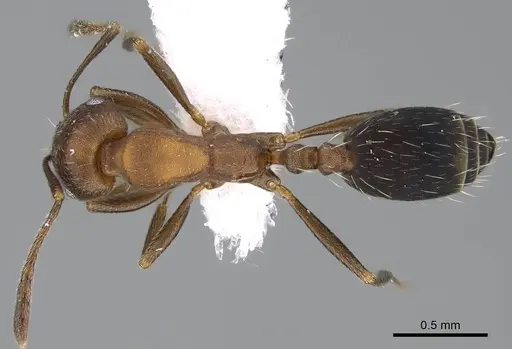 Monomorium jizane specimen CASENT0922303 image casent0922303_1