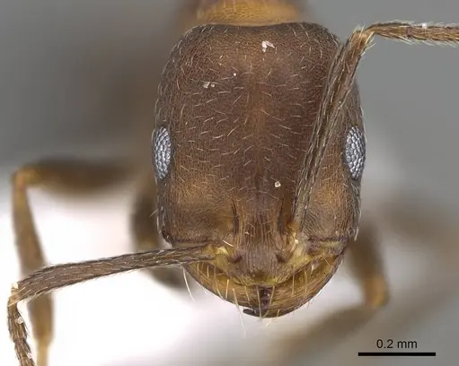 Monomorium jizane specimen CASENT0922303 image casent0922303_2