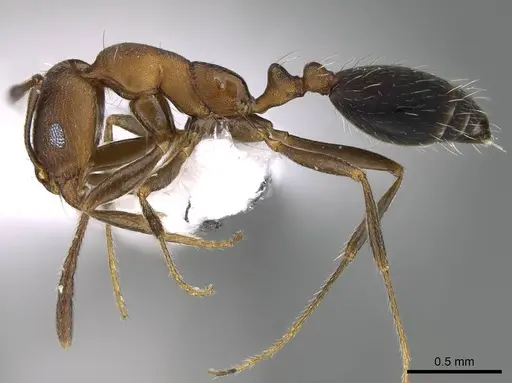 Monomorium jizane specimen CASENT0922303 image casent0922303_3