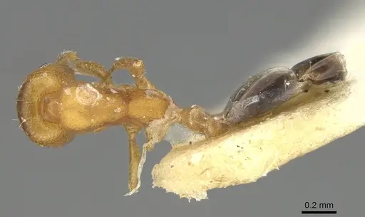 Monomorium jizane specimen CASENT0922321 image casent0922321_1