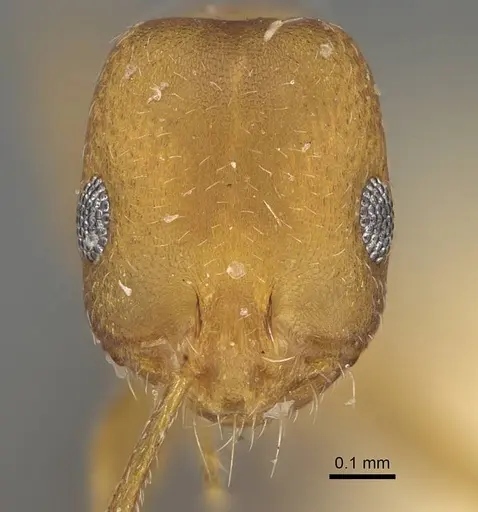 Monomorium jizane specimen CASENT0922321 image casent0922321_2