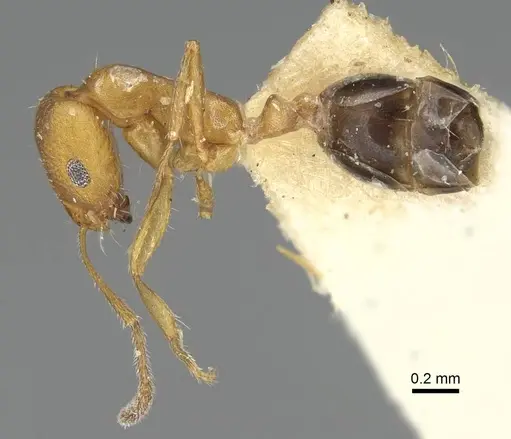 Monomorium jizane specimen CASENT0922321 image casent0922321_3