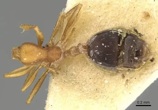 Monomorium jizane specimen CASENT0922322 image casent0922322_1