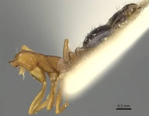Monomorium jizane specimen CASENT0922322 image casent0922322_2