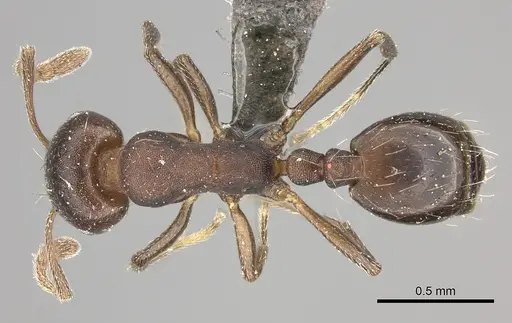 Monomorium junodi specimen CASENT0235924 image casent0235924_1