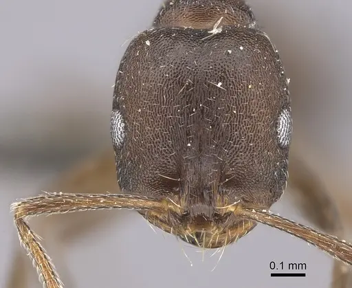 Monomorium junodi specimen CASENT0235924 image casent0235924_2