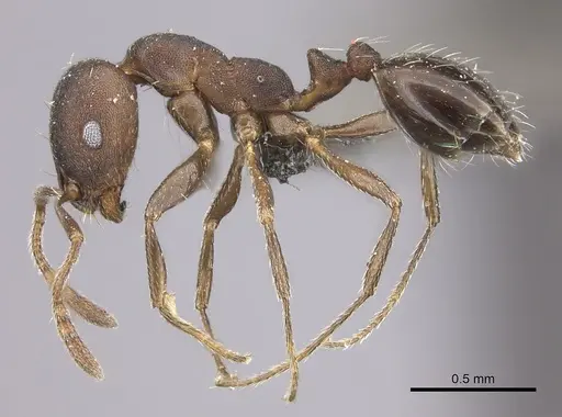 Monomorium junodi specimen CASENT0235924 image casent0235924_3