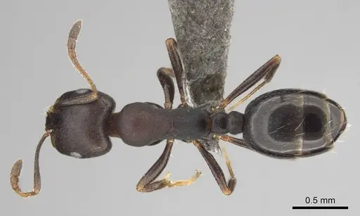 Monomorium junodi specimen CASENT0253723 image casent0253723_1