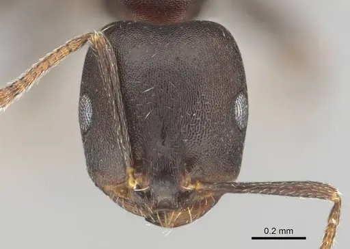 Monomorium junodi specimen CASENT0253723 image casent0253723_2