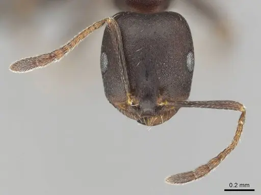 Monomorium junodi specimen CASENT0253723 image casent0253723_3