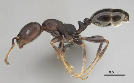 Monomorium junodi specimen CASENT0253723 image casent0253723_4