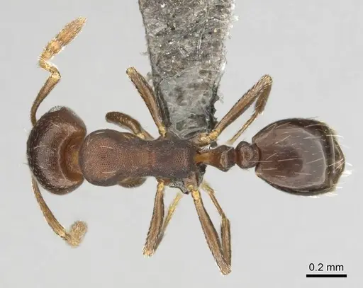 Monomorium junodi specimen CASENT0253725 image casent0253725_1