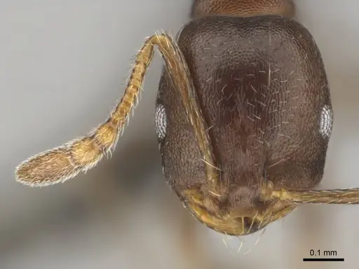 Monomorium junodi specimen CASENT0253725 image casent0253725_2