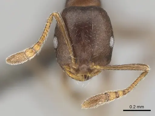 Monomorium junodi specimen CASENT0253725 image casent0253725_3