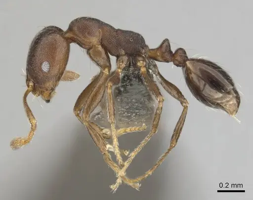 Monomorium junodi specimen CASENT0253725 image casent0253725_4