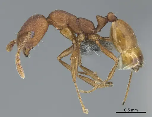 Monomorium junodi specimen CASENT0786184 image casent0786184_1