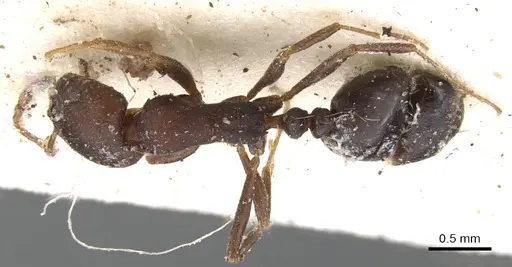 Monomorium junodi specimen CASENT0902195 image casent0902195_1