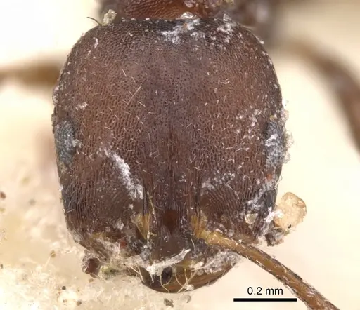 Monomorium junodi specimen CASENT0902195 image casent0902195_2