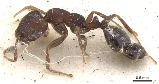 Monomorium junodi specimen CASENT0902195 image casent0902195_3
