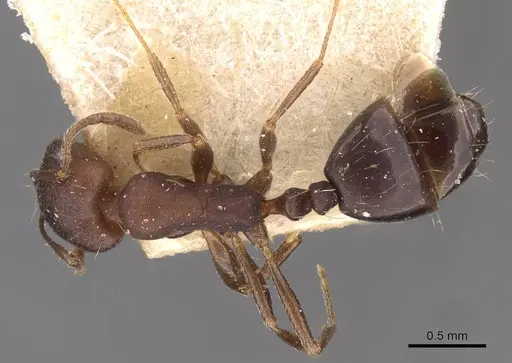 Monomorium junodi specimen CASENT0908741 image casent0908741_1