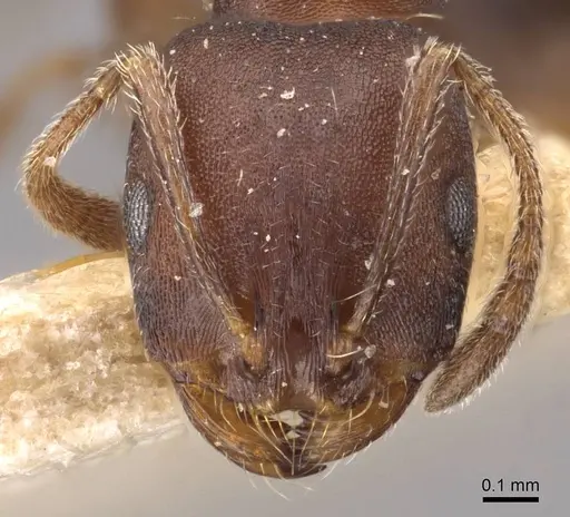 Monomorium junodi specimen CASENT0908741 image casent0908741_2