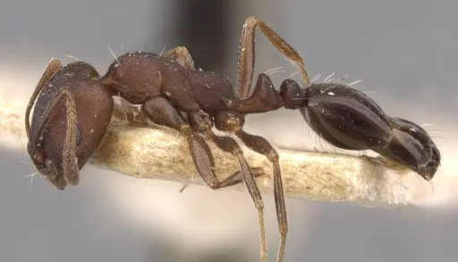 Monomorium junodi specimen CASENT0908741 image casent0908741_3