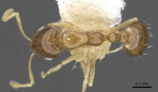Monomorium katir specimen CASENT0902244 image casent0902244_1
