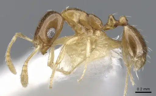 Monomorium katir specimen CASENT0902244 image casent0902244_3