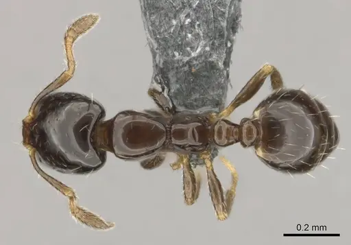 Monomorium kelapre specimen CASENT0259027 image casent0259027_1