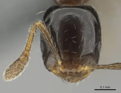 Monomorium kelapre specimen CASENT0259027 image casent0259027_2