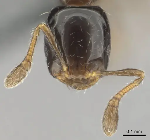 Monomorium kelapre specimen CASENT0259027 image casent0259027_3