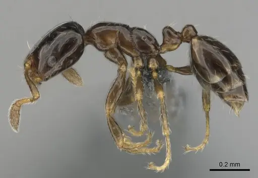 Monomorium kelapre specimen CASENT0259027 image casent0259027_4