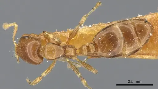 Monomorium kelapre specimen CASENT0902260 image casent0902260_1
