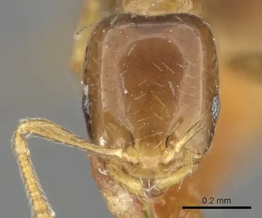 Monomorium kelapre specimen CASENT0902260 image casent0902260_2