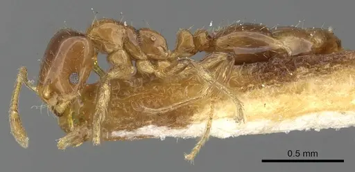 Monomorium kelapre specimen CASENT0902260 image casent0902260_3
