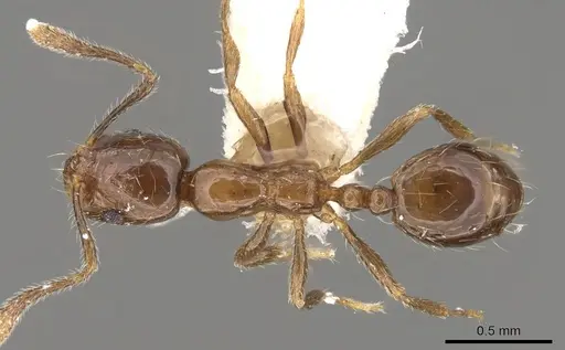 Monomorium kineti specimen CASENT0914328 image casent0914328_1