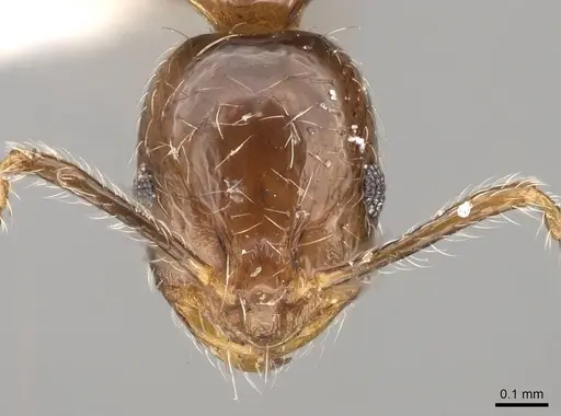 Monomorium kineti specimen CASENT0914328 image casent0914328_2
