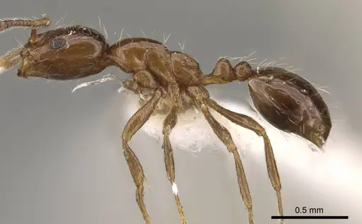 Monomorium kineti specimen CASENT0914328 image casent0914328_3