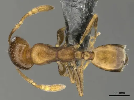 Monomorium kitectum specimen CASENT0252826 image casent0252826_1