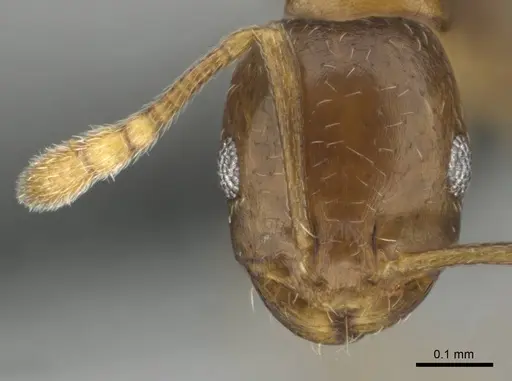 Monomorium kitectum specimen CASENT0252826 image casent0252826_2