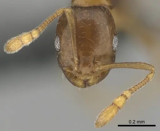 Monomorium kitectum specimen CASENT0252826 image casent0252826_3