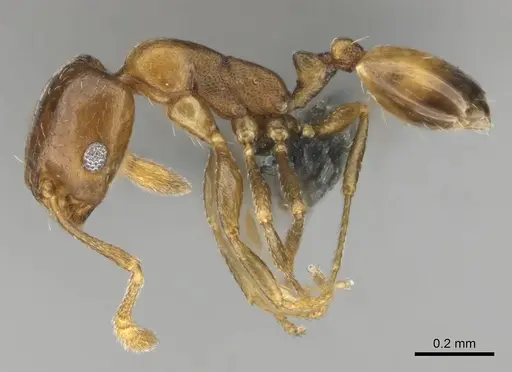 Monomorium kitectum specimen CASENT0252826 image casent0252826_4