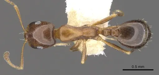Monomorium kitectum specimen CASENT0902202 image casent0902202_1