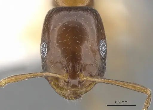 Monomorium kitectum specimen CASENT0902202 image casent0902202_2