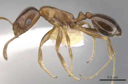 Monomorium kitectum specimen CASENT0902202 image casent0902202_3