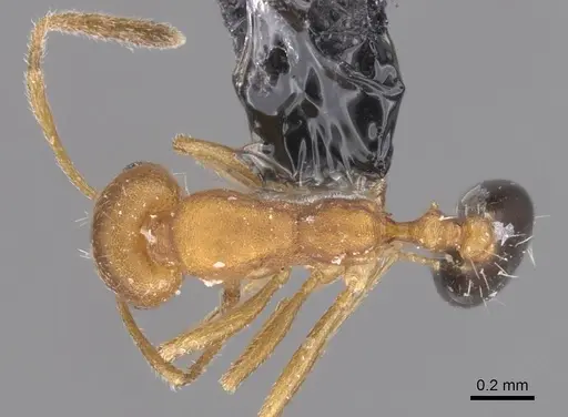Monomorium knappi specimen CASENT0913812 image casent0913812_1