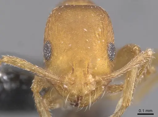 Monomorium knappi specimen CASENT0913812 image casent0913812_2