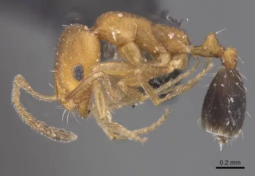 Monomorium knappi specimen CASENT0913812 image casent0913812_3