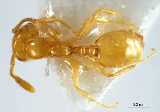 Monomorium laeve specimen ANTWEB1008679 image antweb1008679_1